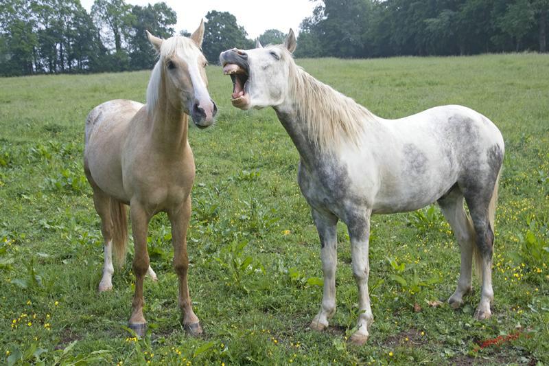 Cjp_2010_05_28_073955 (2).jpg